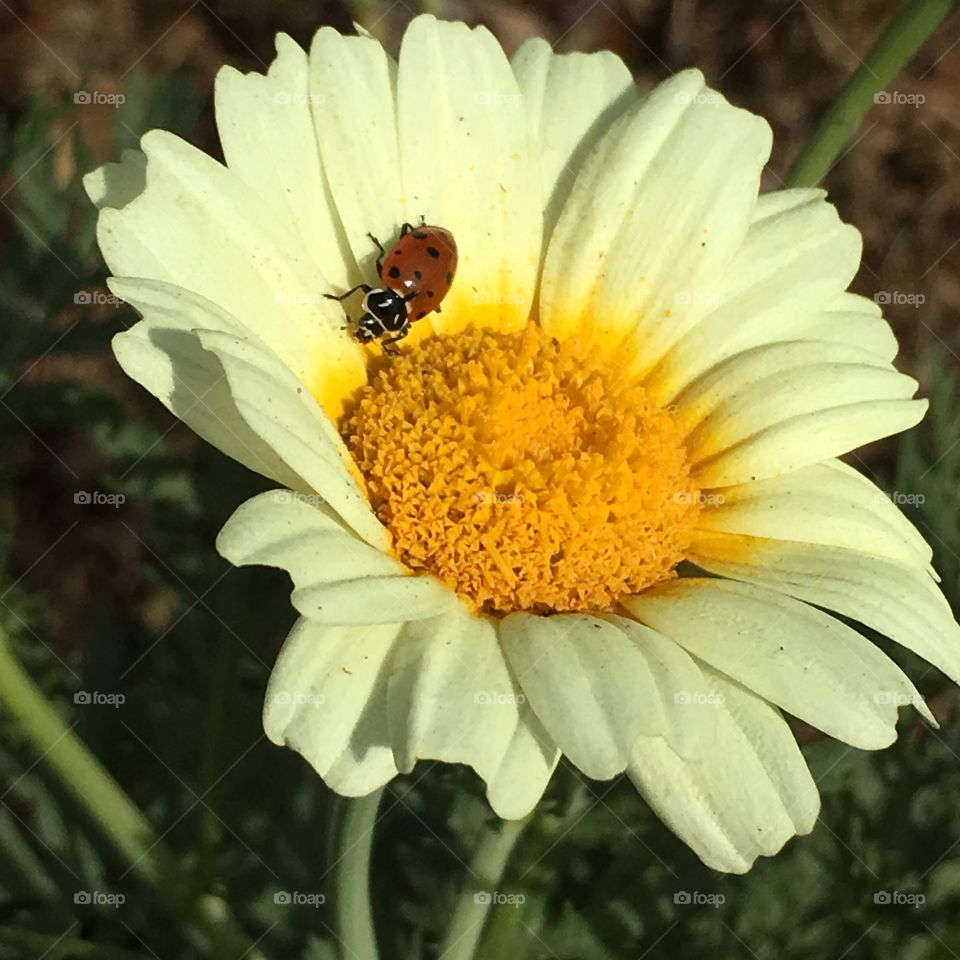 The pollinator 