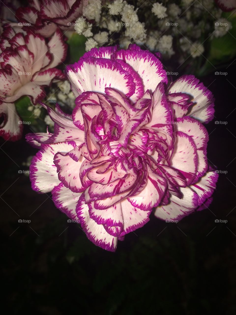 up-close flower