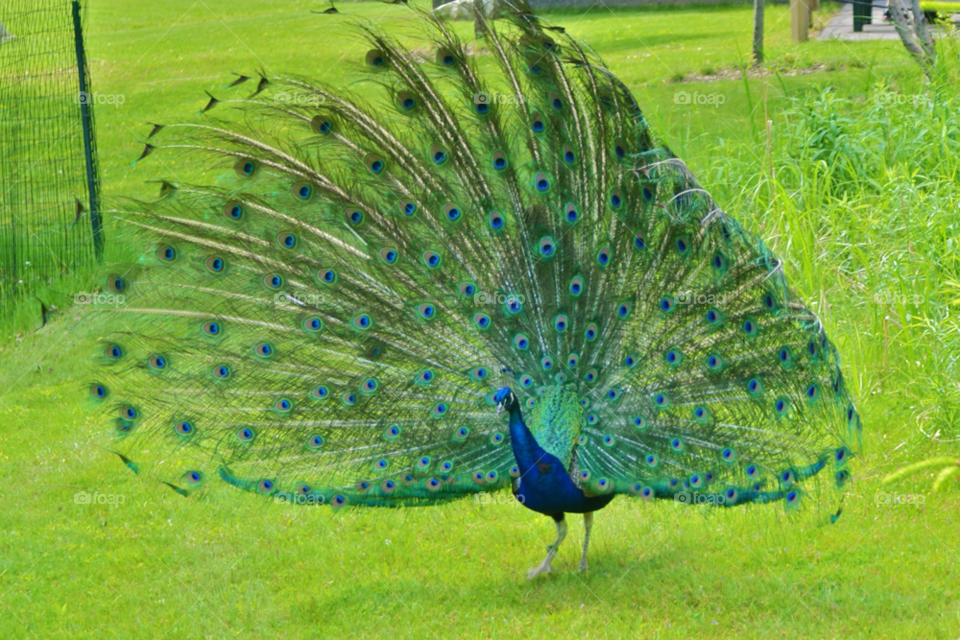 Peacock in green field