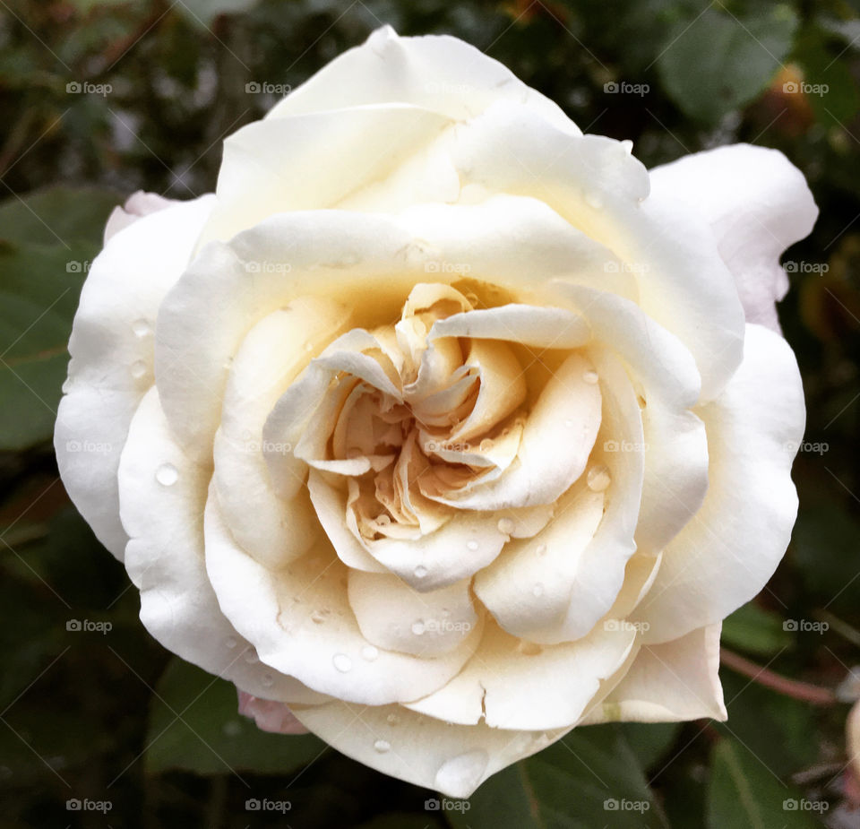 Very beautiful flowers with creamy petals, to beautify our day! / Flores muito bonitas com pétalas cremes, para embelezar nosso dia!