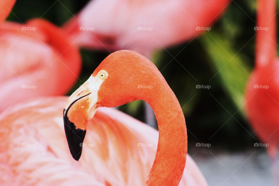 pink red animal eye by fannybrandeby