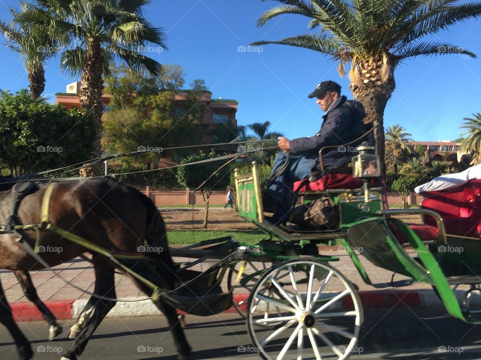 The carriage and the horse