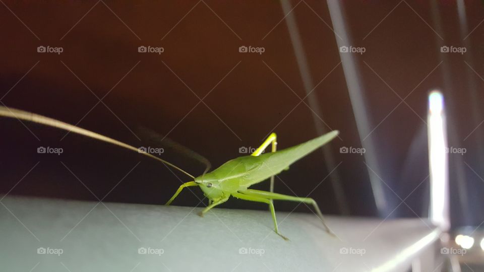 This grasshopper was ready for it's close-up