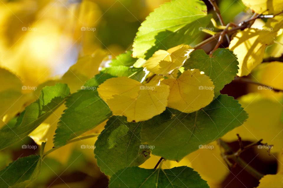 yellow and green fall leaves on a sunny day in the city of Citrus Heights California