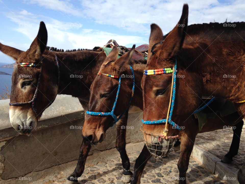 Mammal, Cavalry, Livestock, Farm, Two