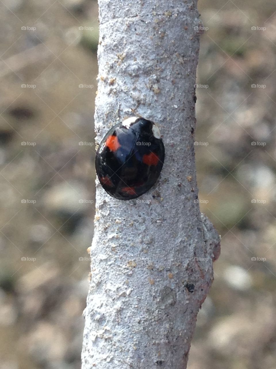 Ladybird