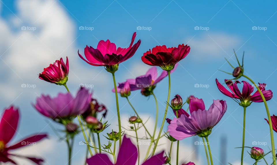 Colorful flowers field in the very nice day