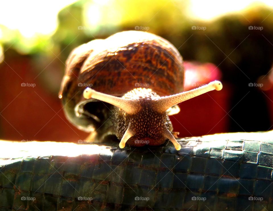 Protrait of snail