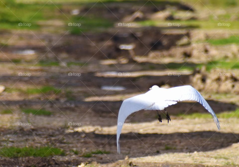 white bird in flight