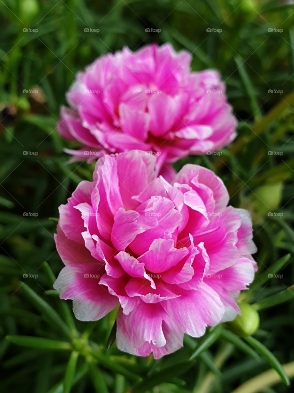 the Portulaca Grandiflora