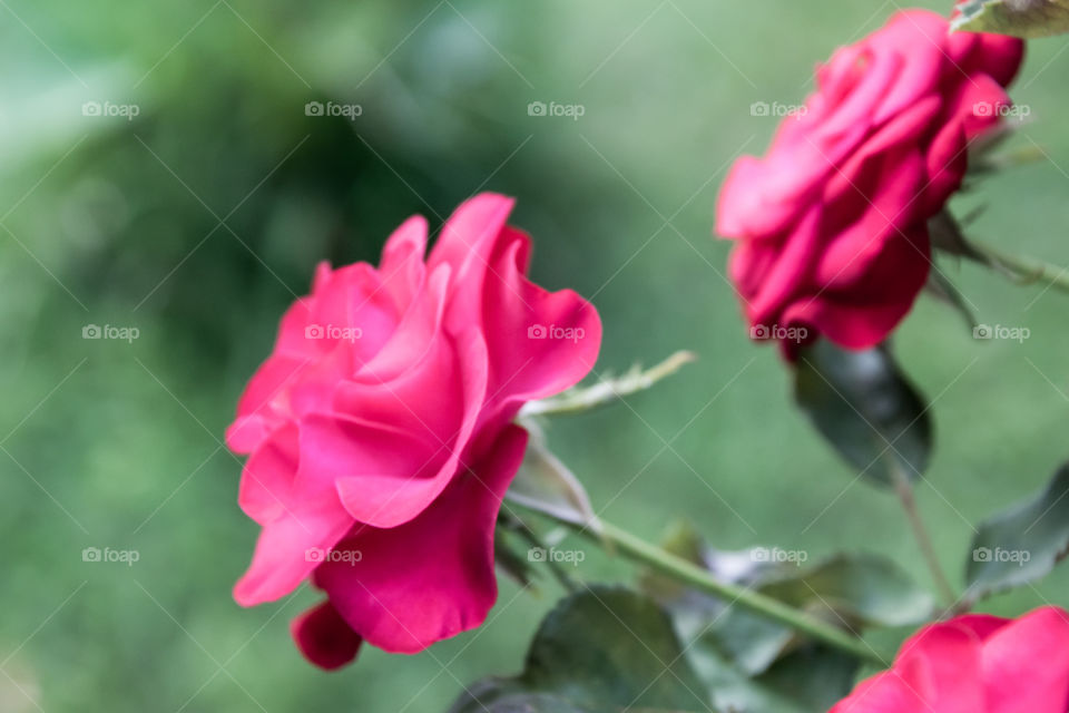 Pink And Red Roses In The Garden
