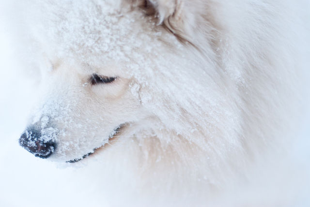 snow winter light white by jag