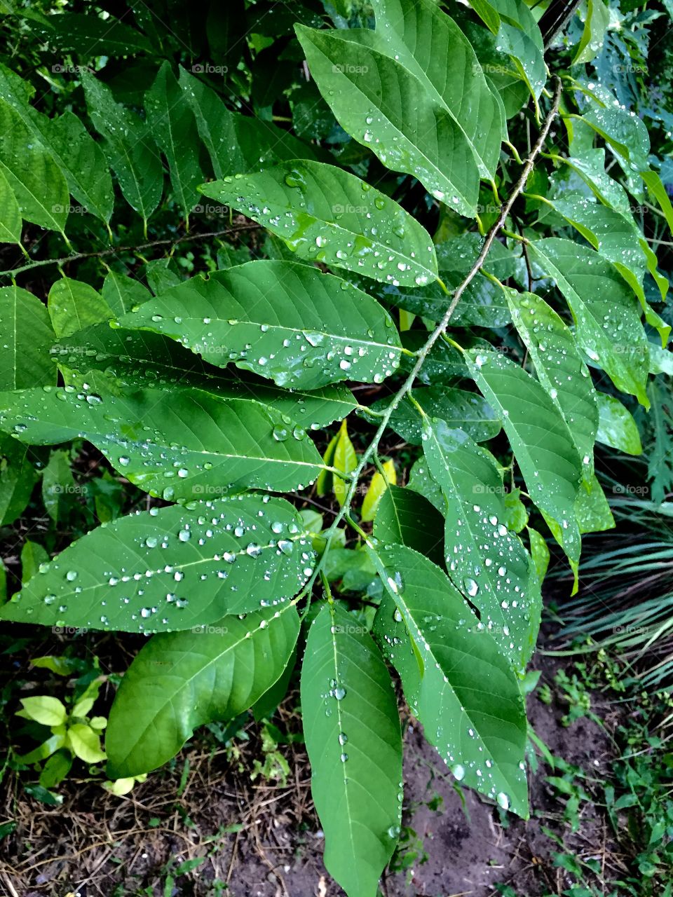 True joy of nature is when every drop of water shine like a pearl :)