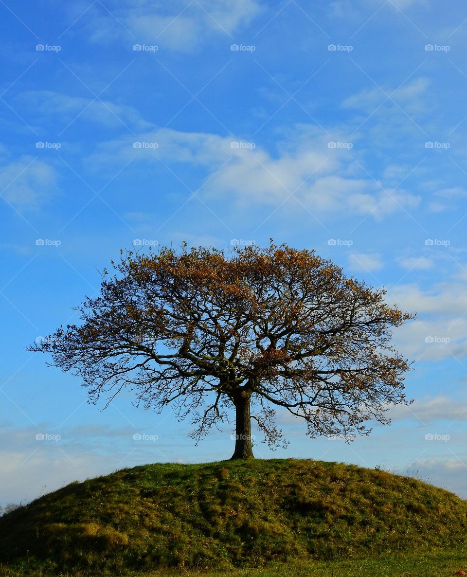 Oak in solitude