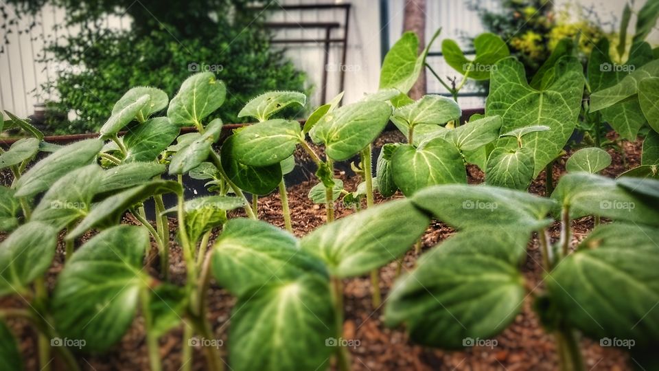 green plants growing in an outdoor garden on a farm near a barn