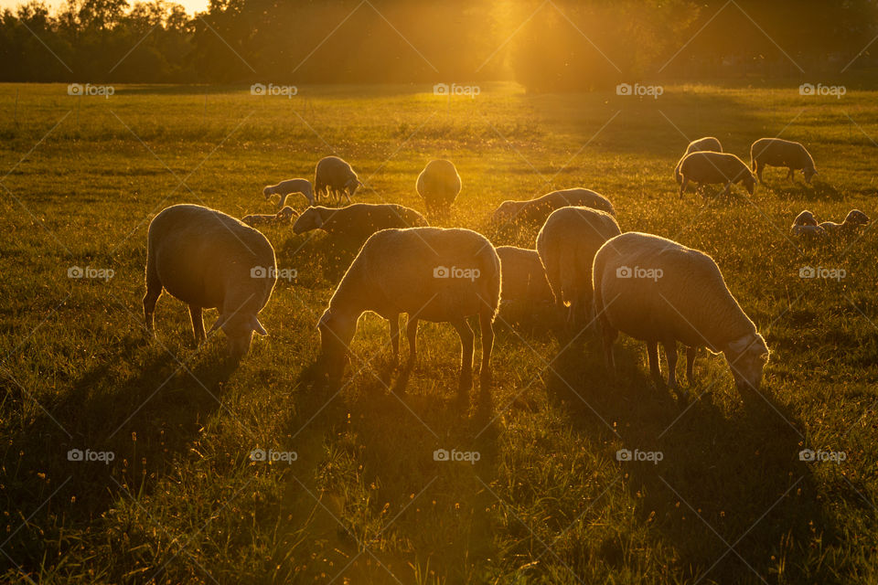 sheeps in sunset