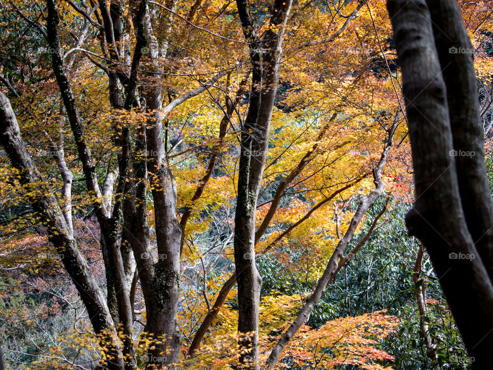 Sutum Leaves Japan