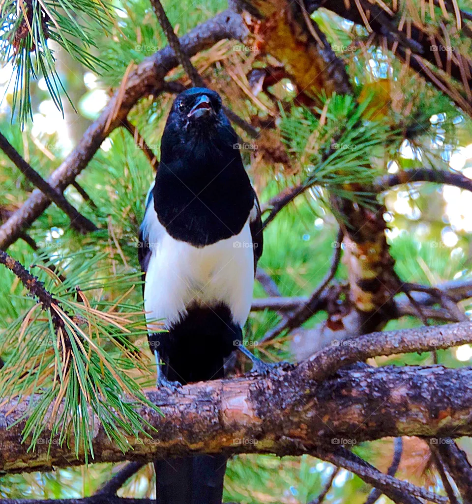 Magpie