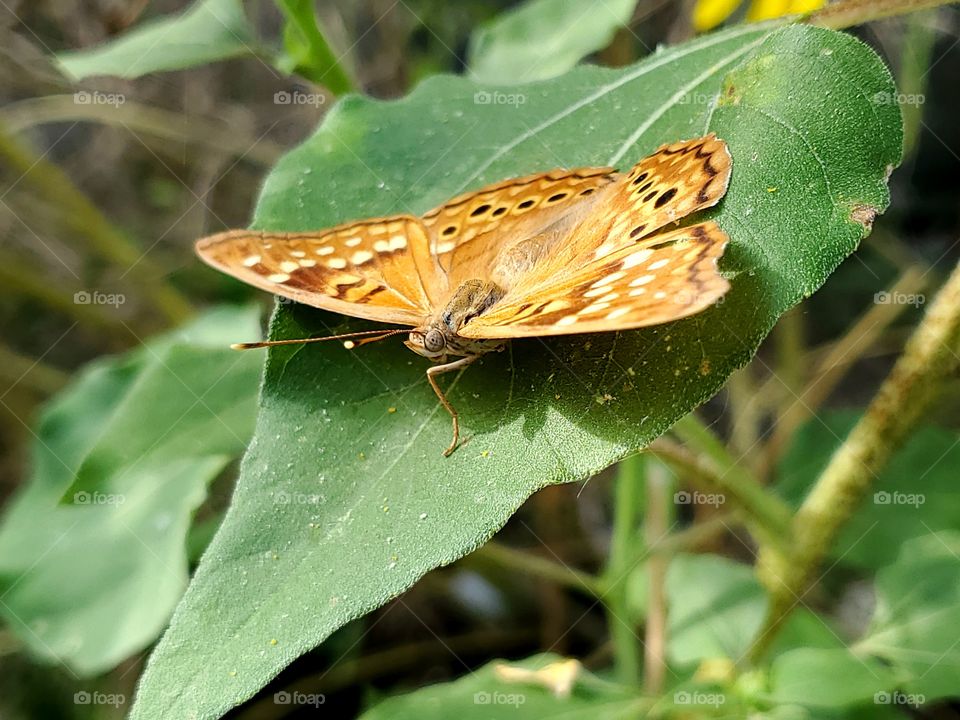 Hackberry tree butterfly