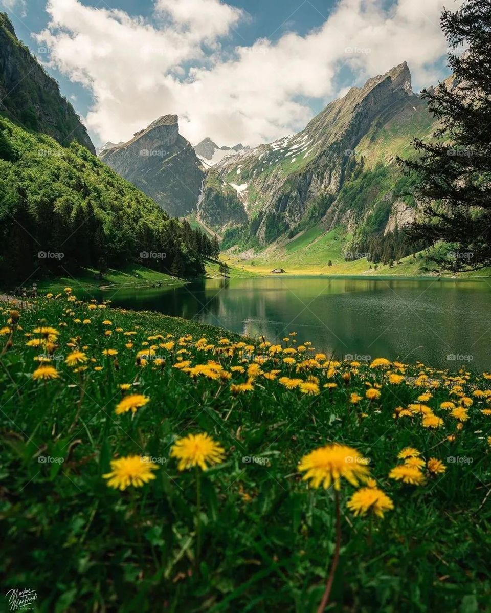 The sweetest nature and beauty of trees and their beautiful scent