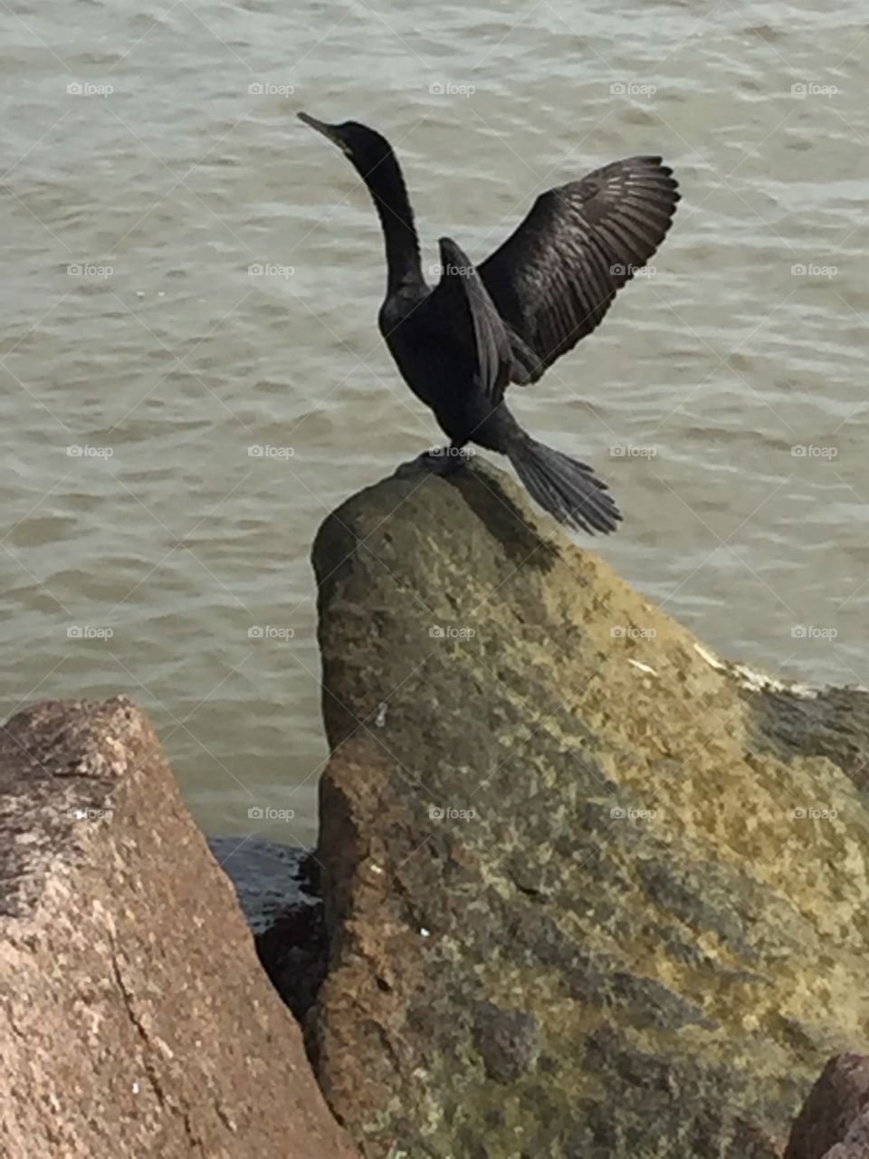 Seagull on the Texas City Dike Fishing Coastal Waterway near Galveston Texas