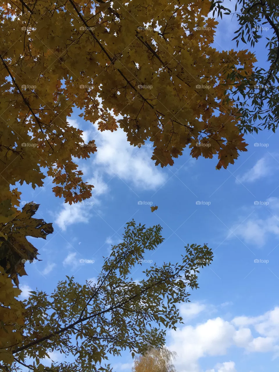 Fall
