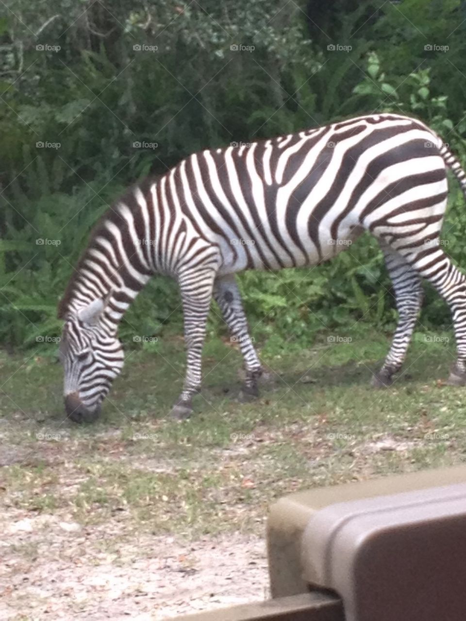 Zebra grazing