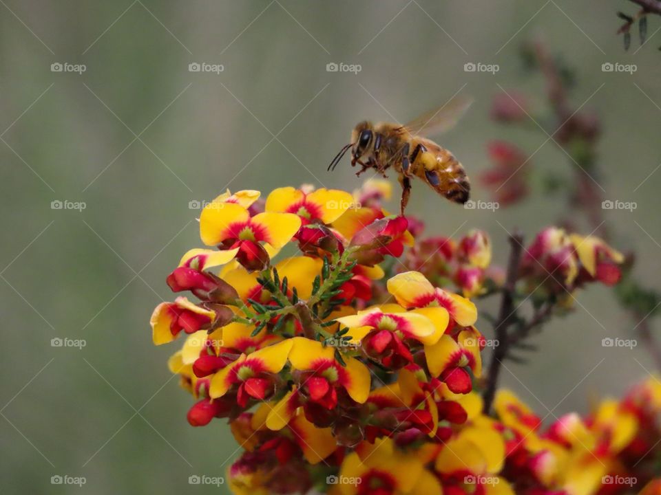 Bee collecting pollen