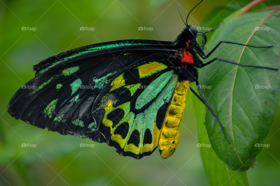 Green, yellow and black butterfly perched on green leaf