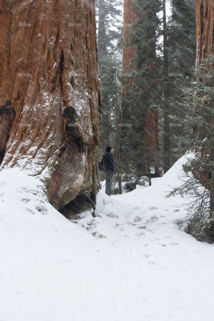 Sequoias in snow 
