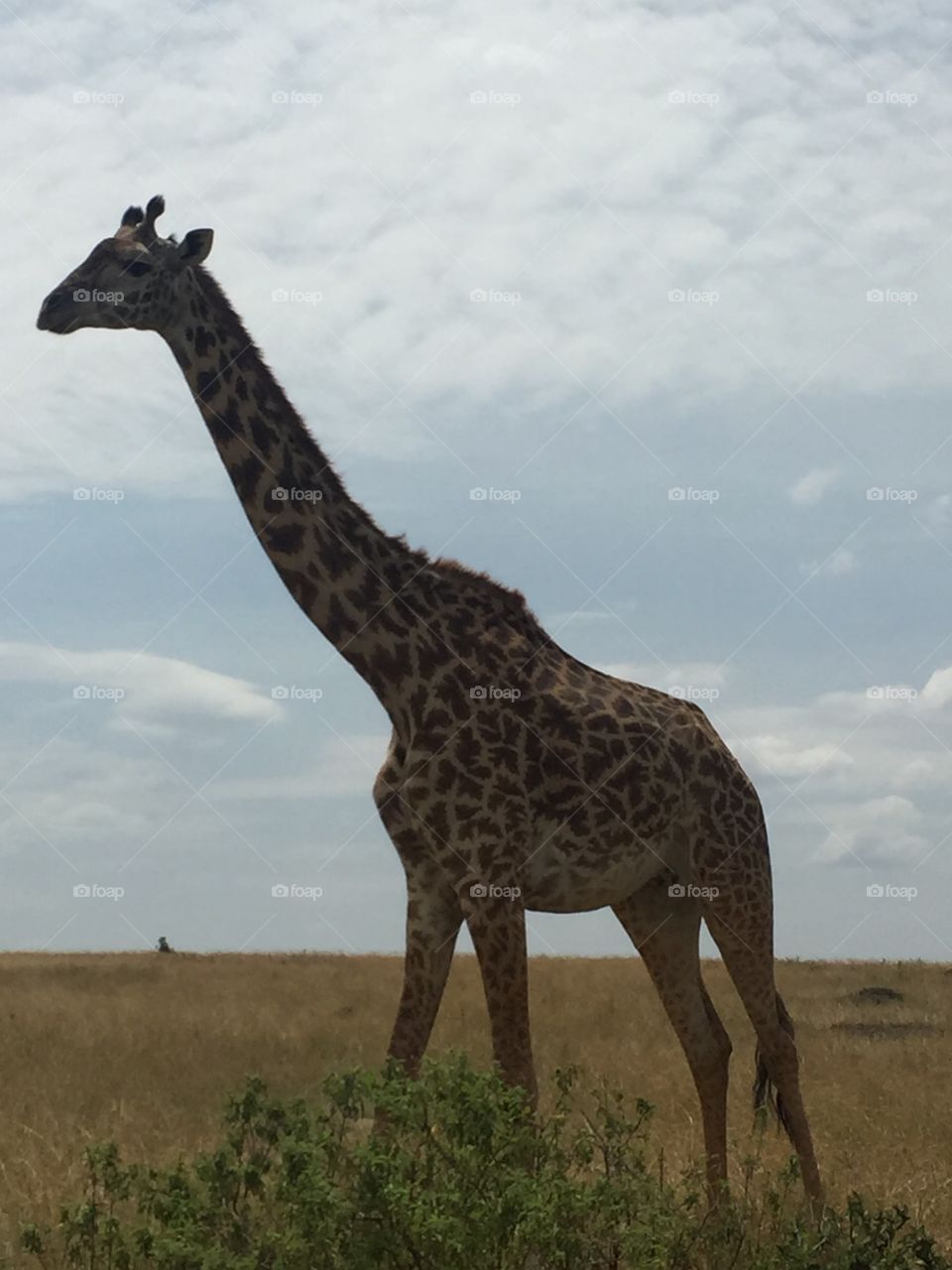 Giraffe Kenya 
