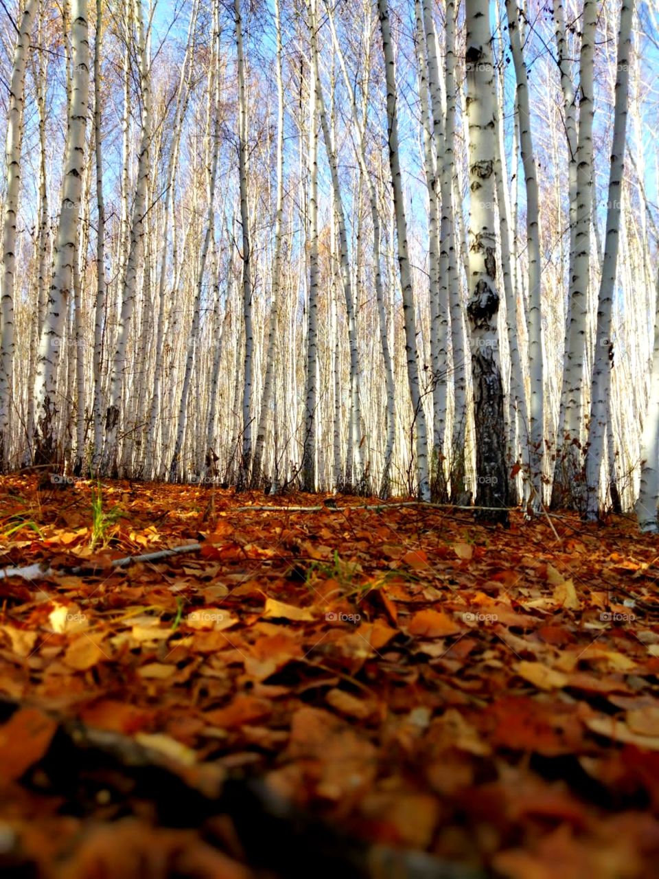 Fairy tale, autumn tale, walk, foliage, nature