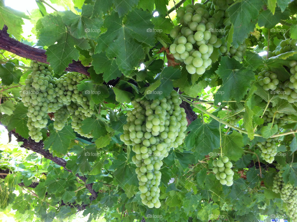 green spain fruits grapes by solticius