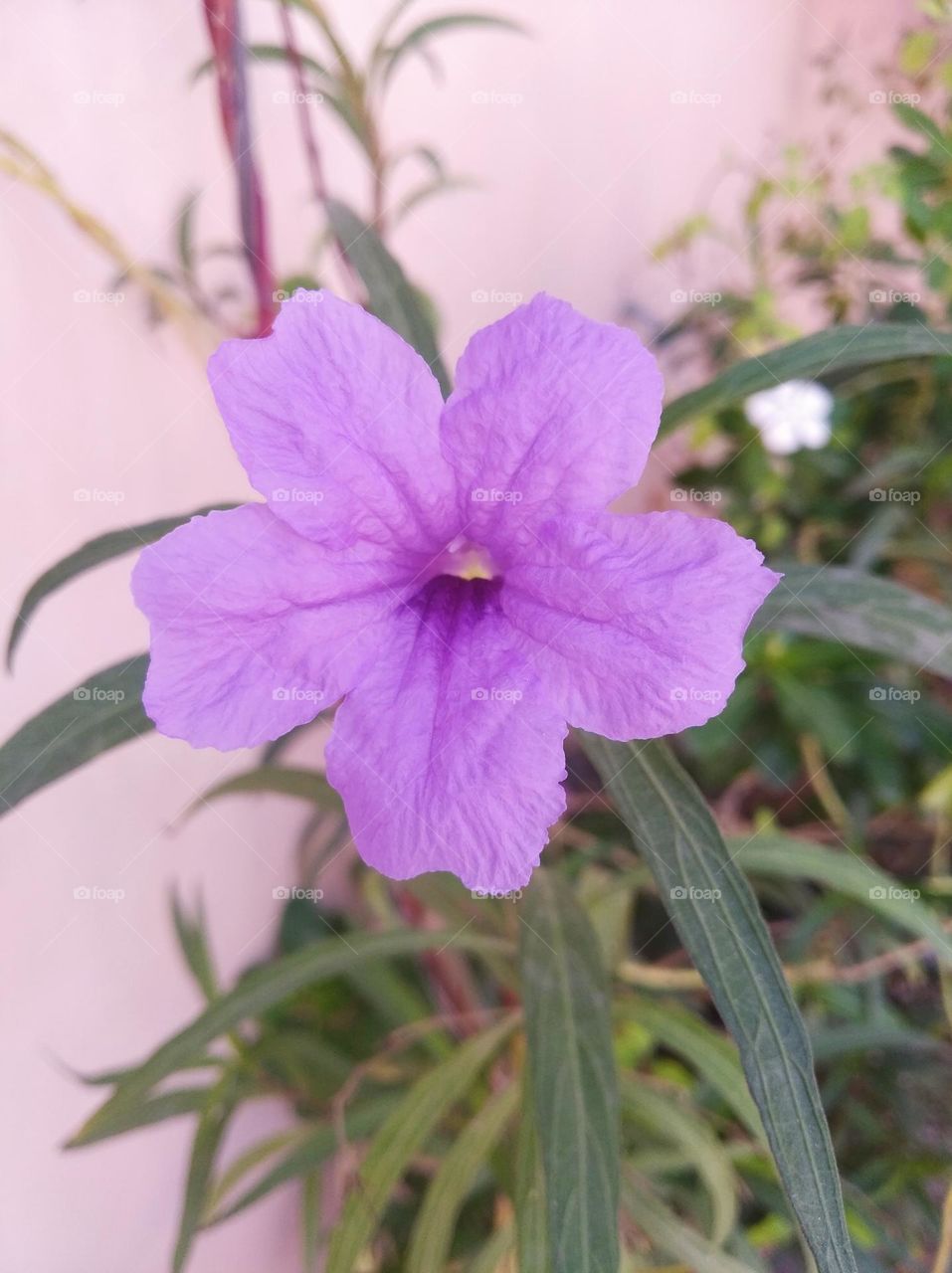 pitunia purple flower fresh seasonal looking very beautiful generally found everywhere fresh
