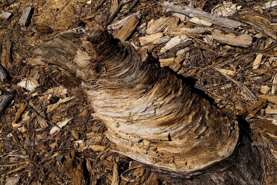 wood weathered texture stump pattern abstract