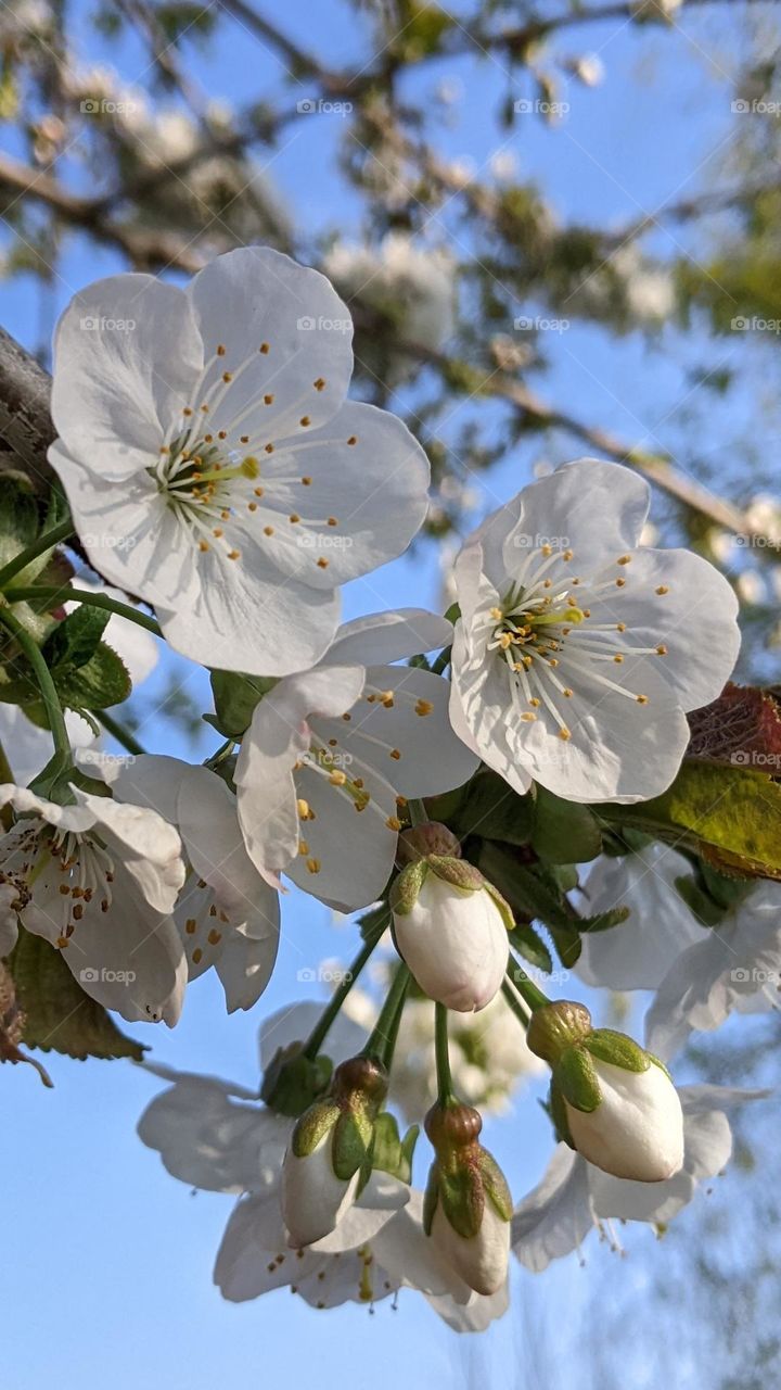 the blossoming of a cherry tree giving white flowers