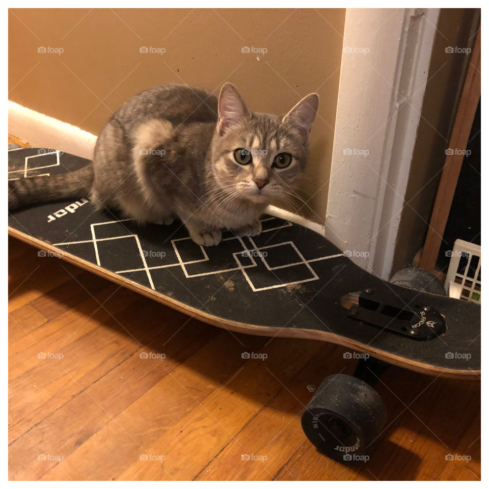Super Cat, riding a skateboard down the hallway. She likes the speed