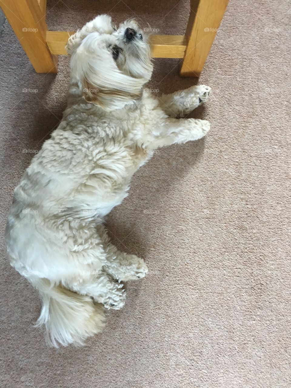 Too lazy to move to somewhere comfortable the pooch has a power nap. 