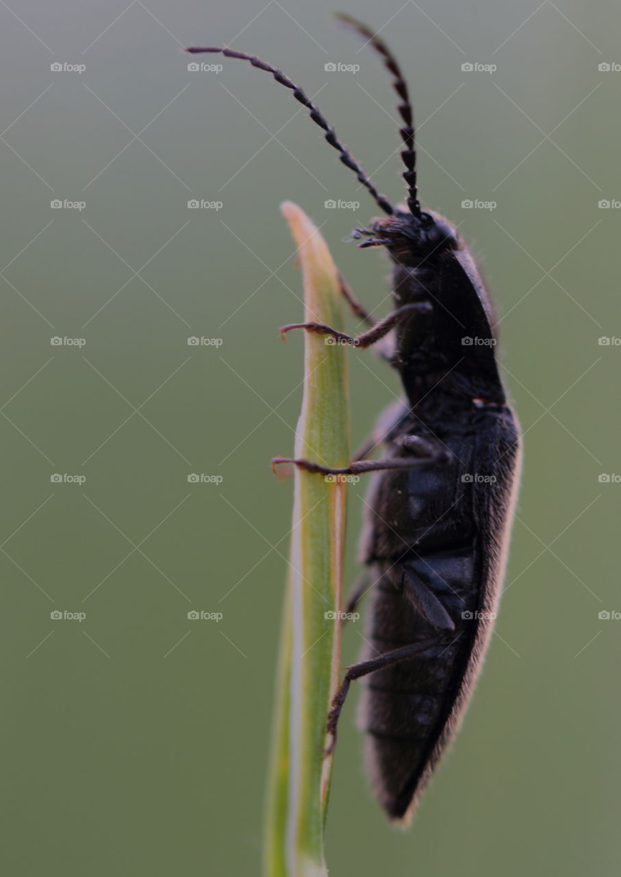 Close-up of black beetle on leaf