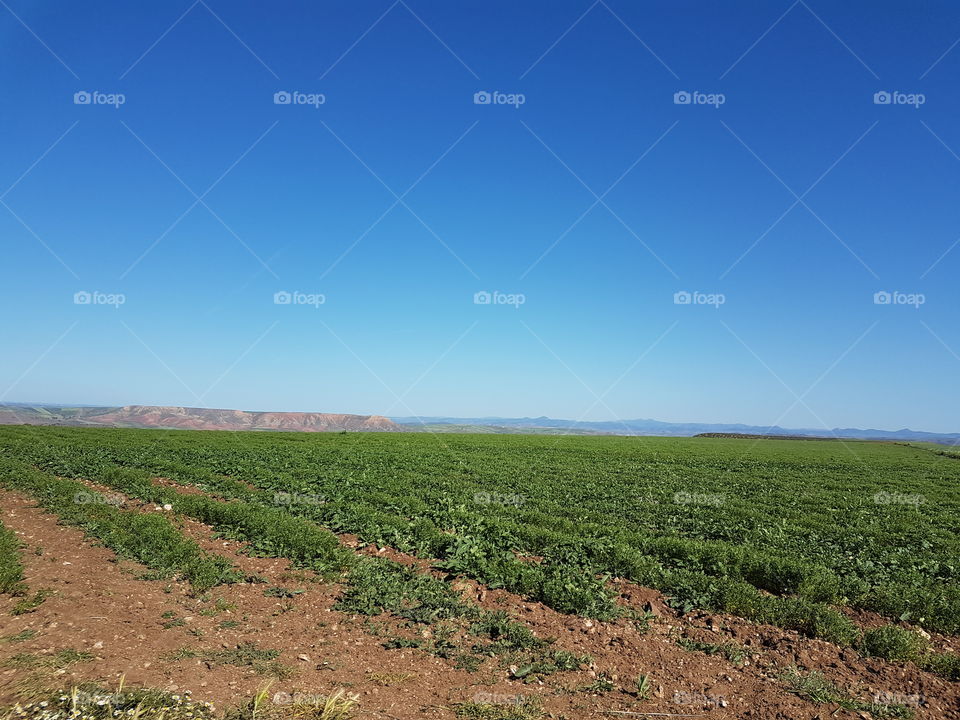 Nature _ Moroccan Fields