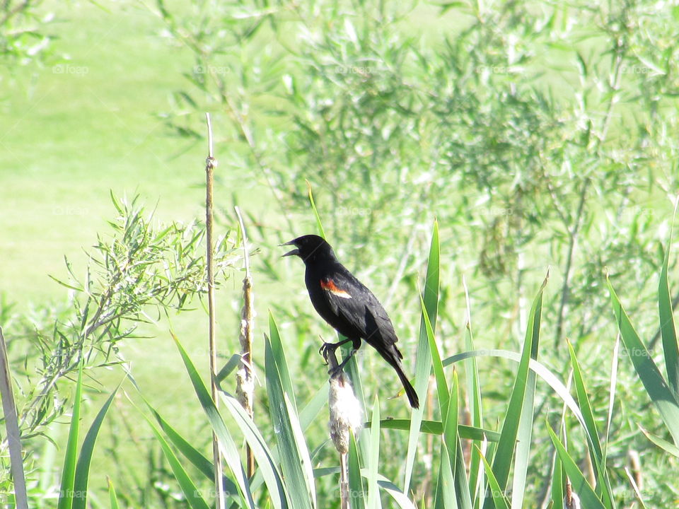 Stark picture of red-winged blackbird