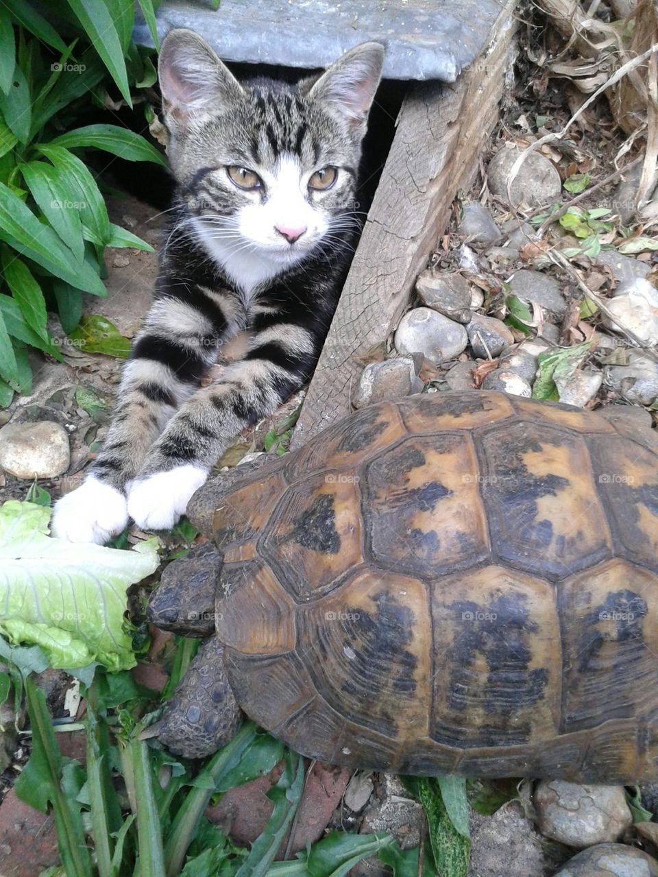 tortoise and kitten