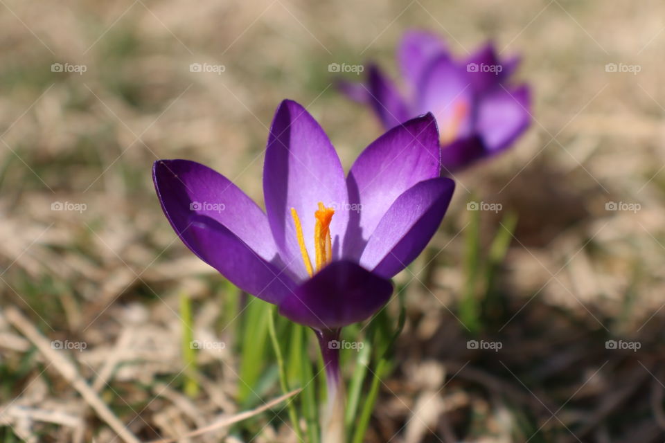 Crocus