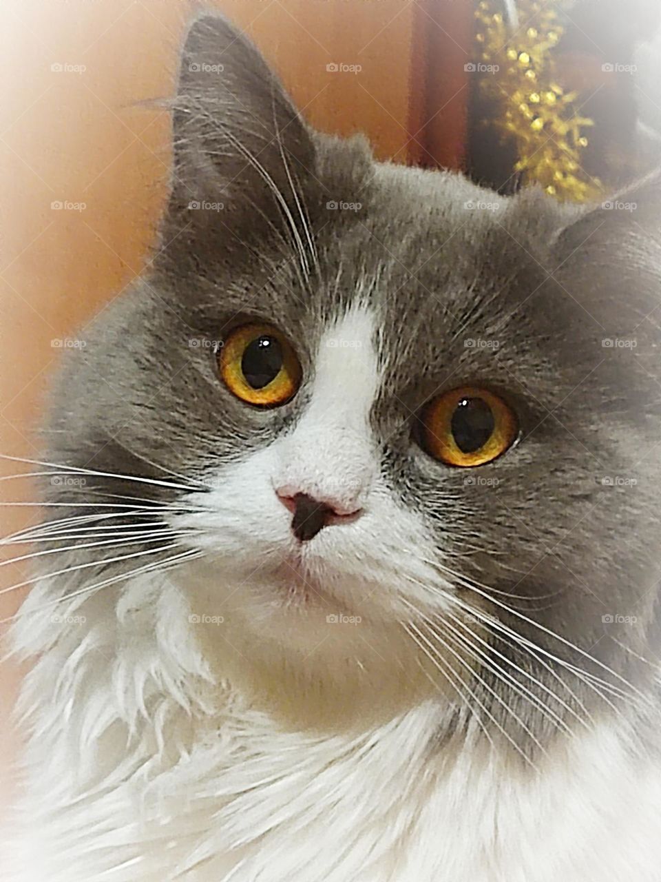 Fairy cat Busya  Буся