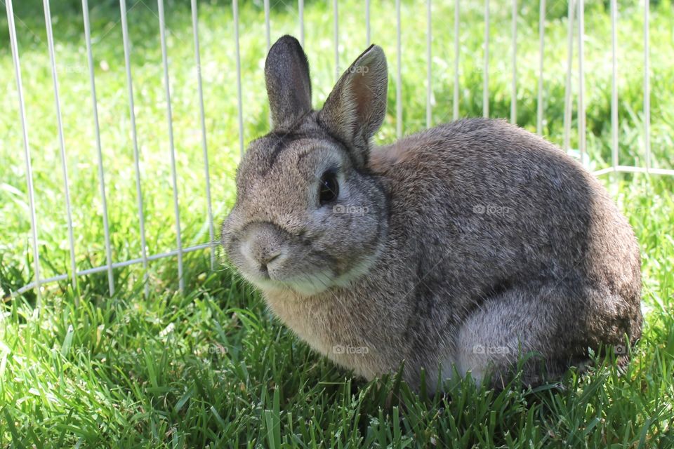 Small brown rabbit stands on the bright green grassy floor in an animal pen outside