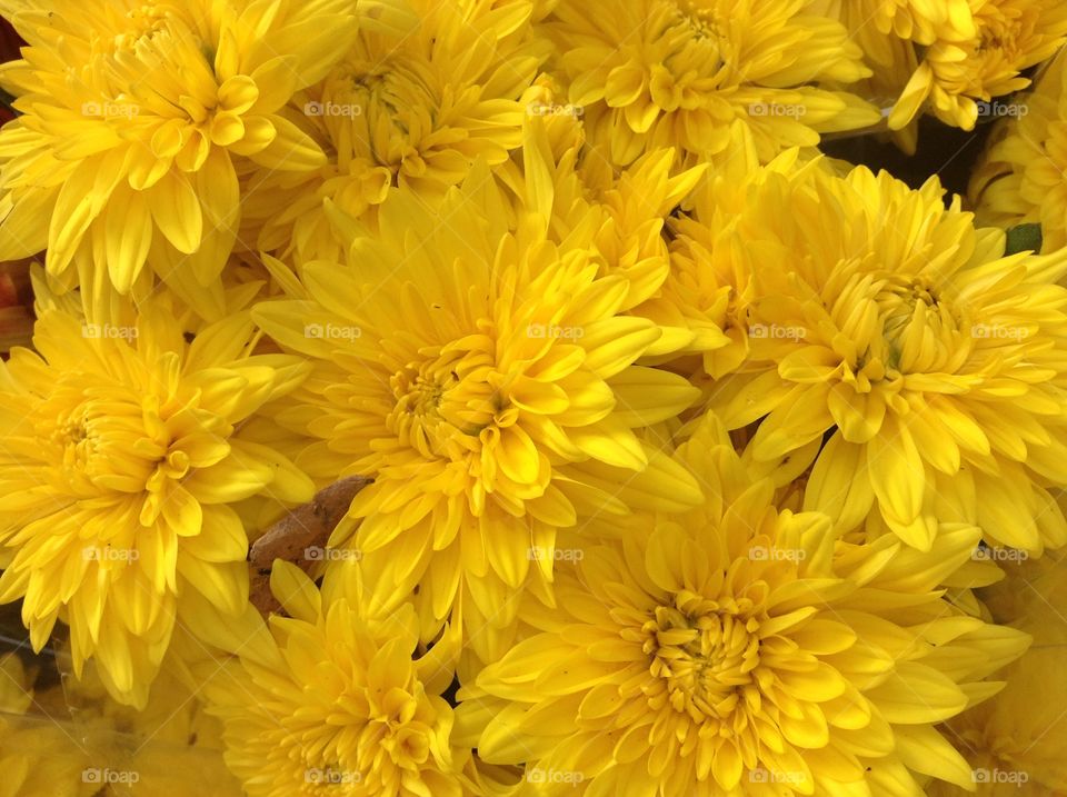 Background with pretty yellow chrysanthemums 