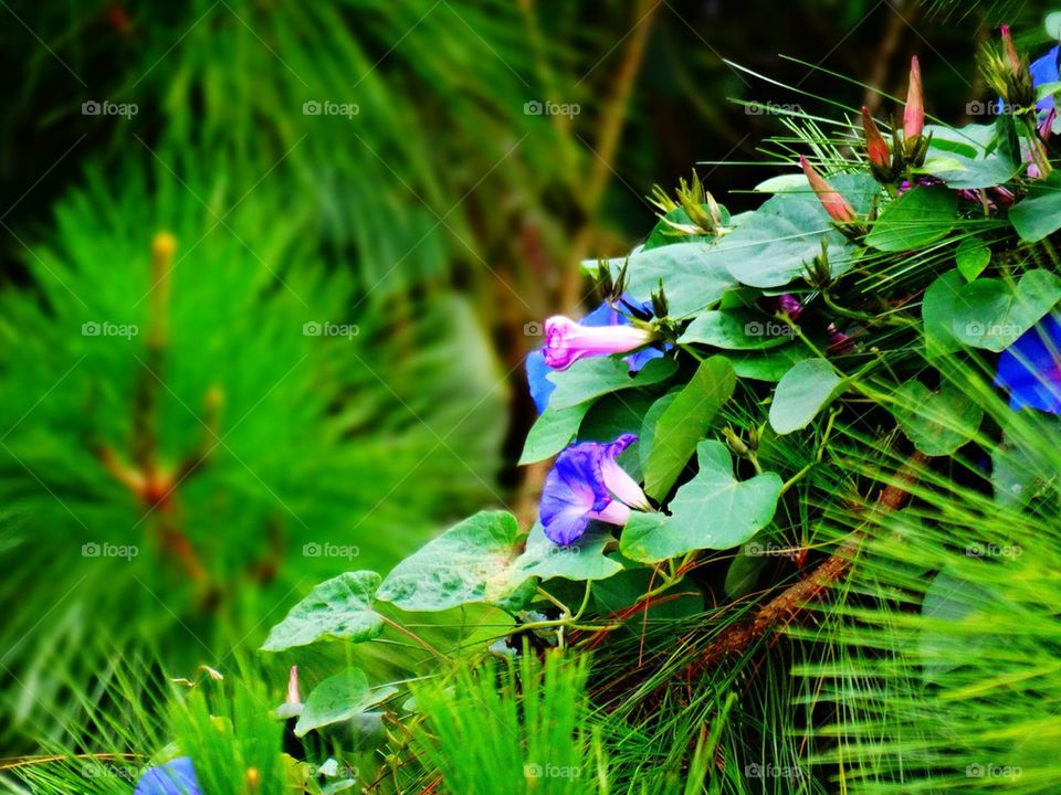 Close-up of plant