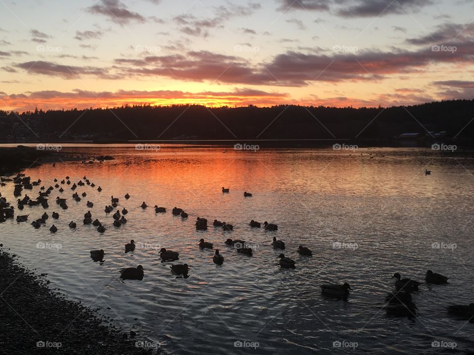 Stunning Spring sunset with ducks over Esquimalt Lagoon! Spring, 2019, Victoria, BC, Canada. 