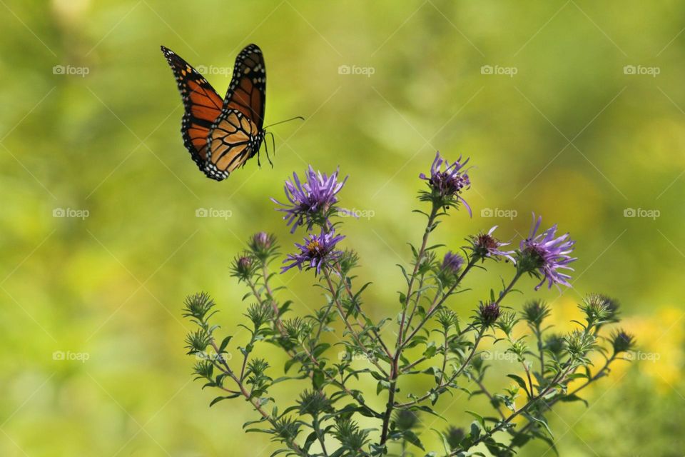 selective focus photography of brown and black butterfly flying near blooming