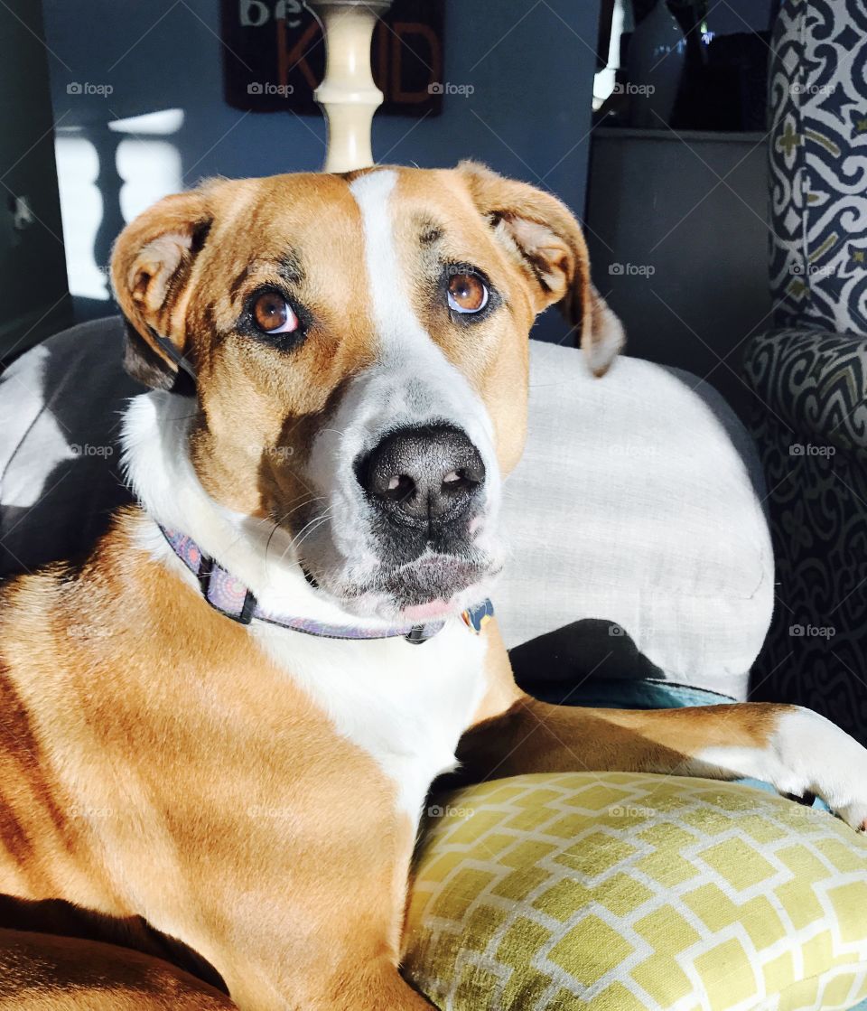 Dog On Couch